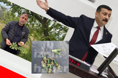 İYİ Partili Türkoğlu don afetini TBMM'ye taşıdı