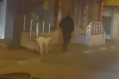 Ne kedi, ne köpek.. Eğittiği kuzusunu dolaşmaya çıkardı