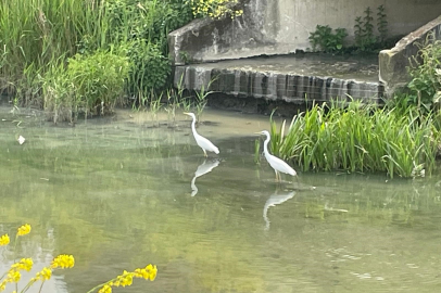 Nilüfer Çayı'nda ak balıkçıl sürprizi