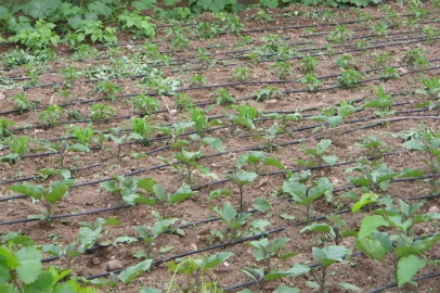 Tarımsal sulamada "kamu spotu" önerisi