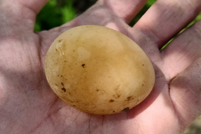 Bu yumurtayı gören gözlerine inanamadı