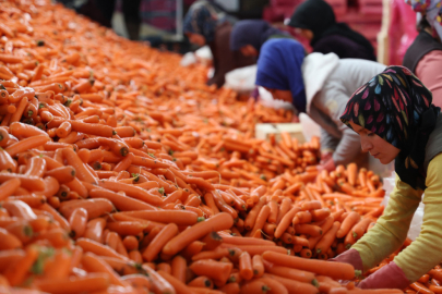 TZOB: Üretici ile market arasında en yüksek fiyat farkı havuçta