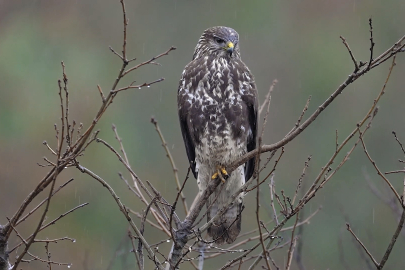 Bursalı doğa fotoğrafçısından eşsiz kareler