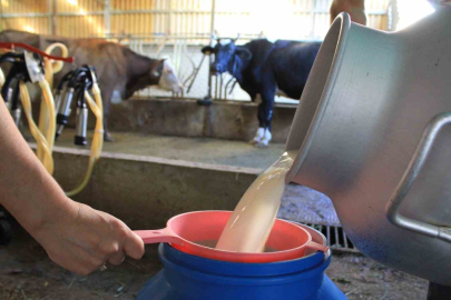 2024'te 22,5 milyon ton çiğ süt ürettik!