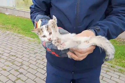 İtfaiye ekiplerinden kedi seferberliği