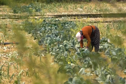 Atıl tarım arazileri üretimle buluşacak
