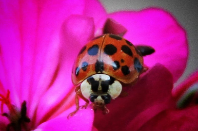 Nadir, uğur böceği türü görüntülendi