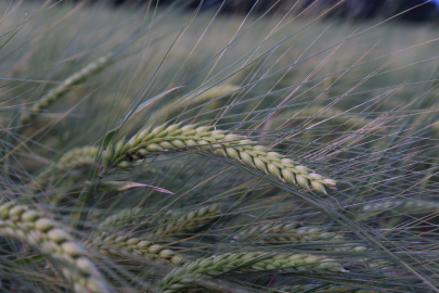 Hasat öncesi yol haritası belirlendi