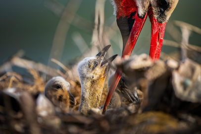 Yaren leyleğin ailesi tamamlandı, diğer yavruları da çıktı