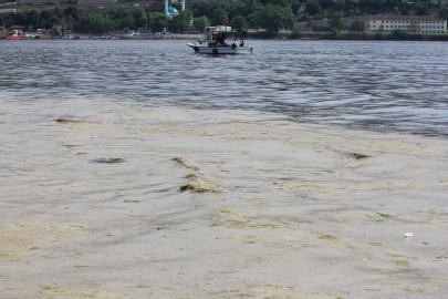 Gemlik Sahilleri'nde tehlikeli görüntü...