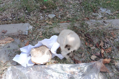 Çöpte kafatası bulunmuştu! Uzman doktorun eşinin attığı tespit edildi