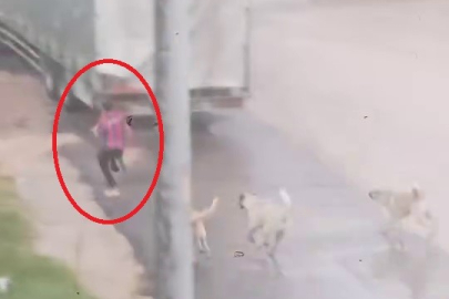 Başıboş köpek sürücü çocuğu kovaladı: O anlar kamerada