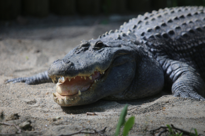 Bursa Hayvanat Bahçesi üyesi timsah baharın gelmesiyle güneş banyosu yapıyor