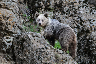 Ayı saldırısından köpekler sayesinde kurtuldu