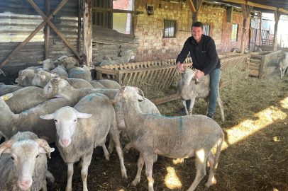 Düğün masraflarını satacağı kurbanlıklardan çıkaracak