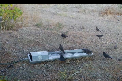 Suluklar can kurtarıyor