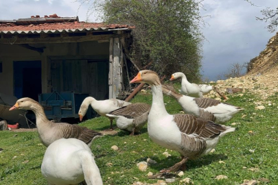 Kick boksçu "kaz tüyü" topluyor ihraç ediyor yorgan yapıyor