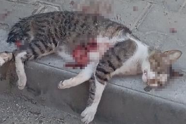 Sokak kedisini pompalı tüfekle öldüren şüpheliye gözaltı