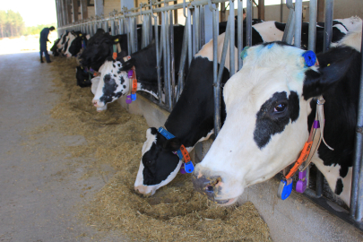 Çiğ sütte fiyatlar yeniden masaya yatırılacak