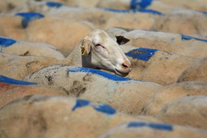 TİGEM'den bölge üreticisine destek