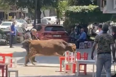 İpini koparan danalar şehri karıştırdı