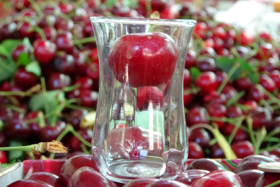 Çay bardağına sığmayan Lapseki kirazında hasat başladı