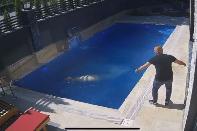 Firar eden koç havuza atladı