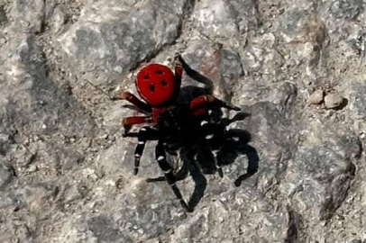 Uğur böceği görünümlü böcek, sandığınız kadar masum değil