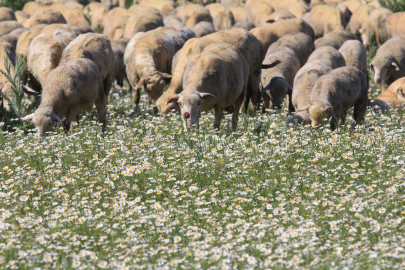 Koyun ve kuzular papatya manzarasında otluyor