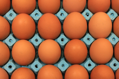 Yumurta üretimindeki sert düşüş sürüyor