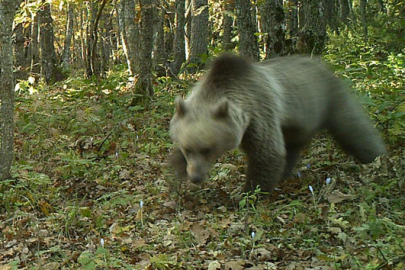 22 yaşındaki genç ayı saldırısının kurbanı oldu!