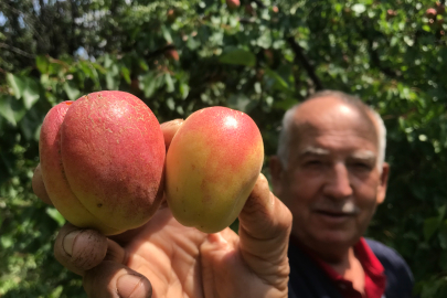 Tazesi 100 kurusu bin lira