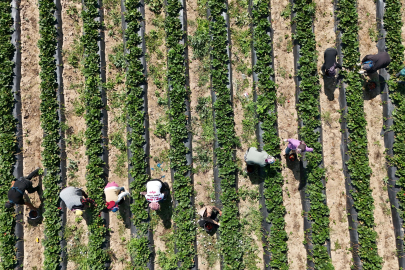 Bursa'da 'kırmızı elmas' hasadı başladı