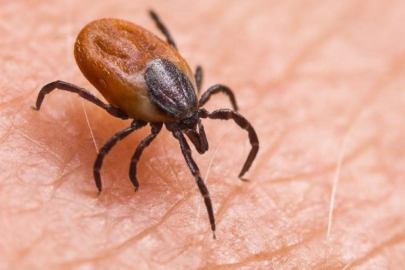 Kenenin yapıştığı yaşlı kadın öldü, kentte ölü sayısı 8’e ulaştı