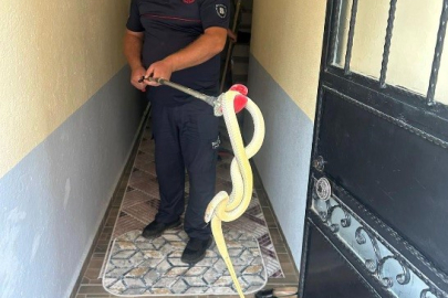 Eve giren yılan paniğe neden oldu