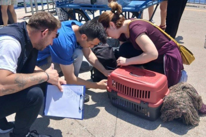 Marmara ve Avşa adalarına kimliksiz hayvan girişi yasaklandı