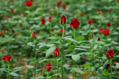 Yurt dışından ithal edilen güller, yerli gül fiyatlarını düşürdü