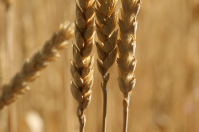 Ekmekçilerin yüzü gülerken makarnacılar kara kara düşünüyor
