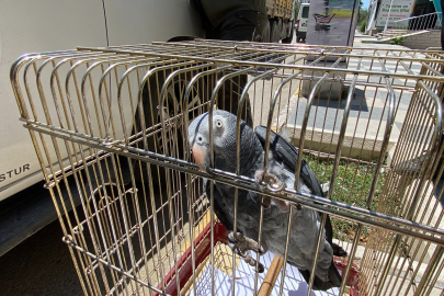 Kırmızı listedeki Afrika Papağanı Aksaray'da yakalandı