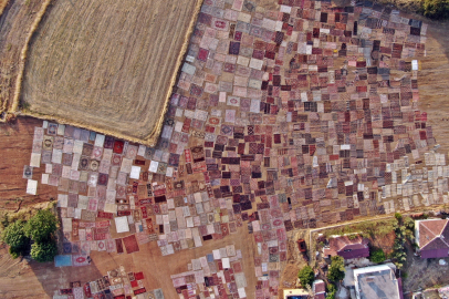 Tarlalarda milyonluk halı nöbeti başladı