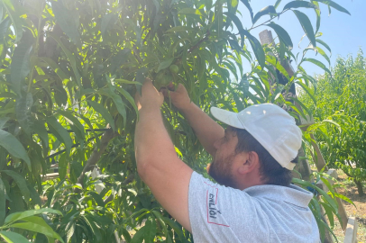 "Tek tek" günde 1200 lira kazanıyorlar