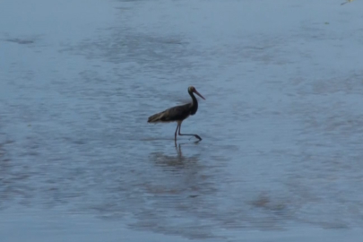 Nadir görülen Kara leylek, Türkiye'nin en uzun nehrinde görüntülendi