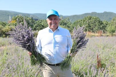 Nilüfer’de lavanta hasadı başladı
