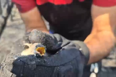 Orman yangınında hayatta kalan kuş böyle kurtarıldı