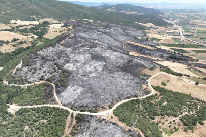 Yenişehir'de 500 futbol sahası büyüklükte alan küle döndü!