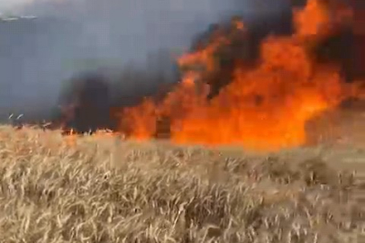 50 dönümlük buğday tarlası kül oldu!