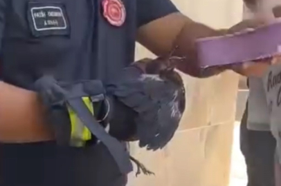 Mahsur kalan yavru karga için seferber oldular