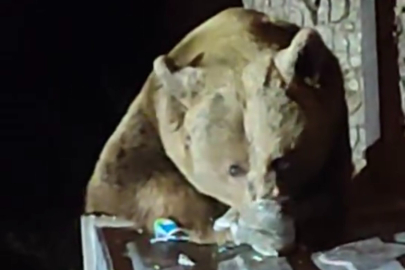 Uludağ'da aç kalan ayı çöplere dadandı