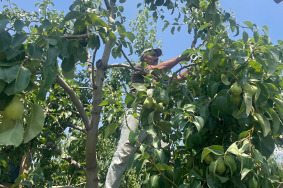 Armut dalda kilosu 40 lira