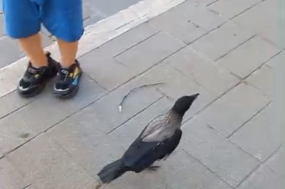 Yaralı kargayı Bursalı esnaf kurtardı